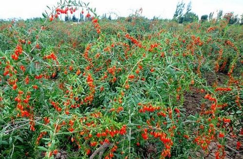 东北枸杞种植技术 东北枸杞种植技术与管理