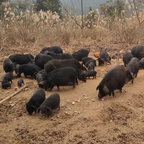 湘潭养殖香猪技术招聘信息（湘乡养猪基地）