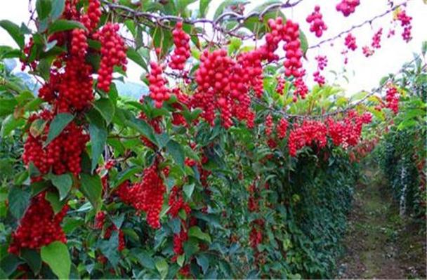 北五味子种植技术（北五味子种植技术视频）