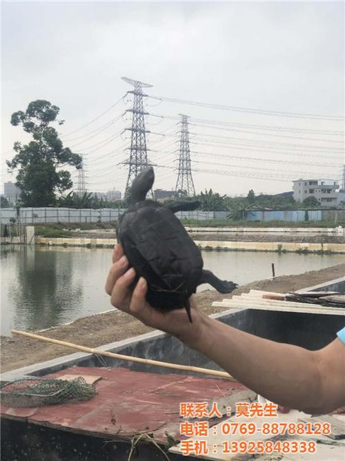 智能龟鳖养殖场招聘信息（智能龟鳖养殖场招聘信息）