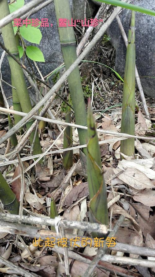 野生竹笋种植技术 野生竹笋种植技术视频