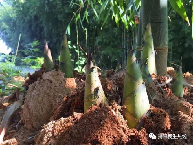 野生竹笋种植技术 野生竹笋种植技术视频