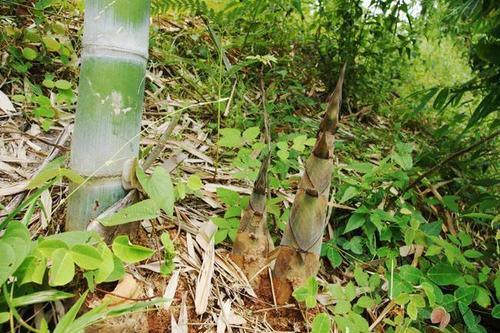 野生竹笋种植技术 野生竹笋种植技术视频