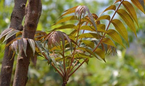 香椿枝种植技术 香椿枝种植技术与管理