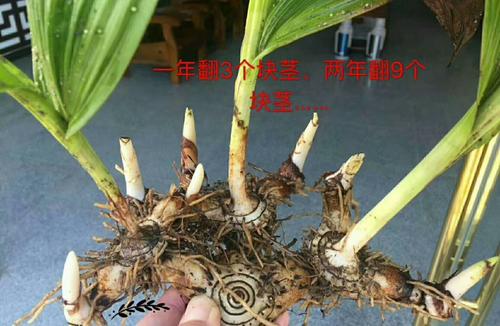 盆栽白芨种植技术 盆栽白芨种植技术视频