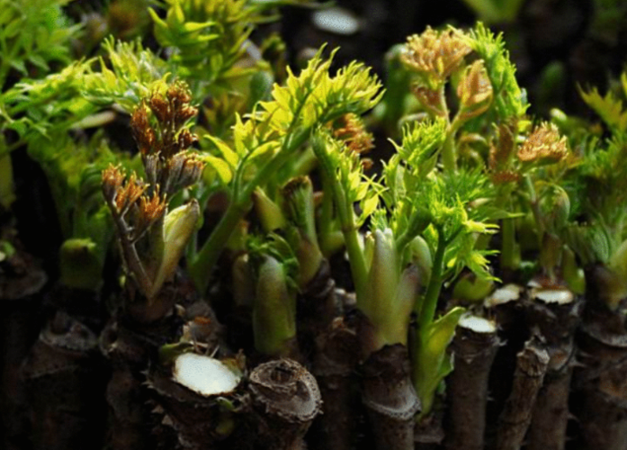 水栽培刺嫩芽种植技术（水栽刺嫩芽高度）