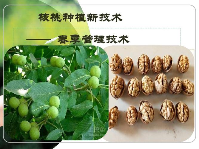 核桃种植技术cctv 核桃种植技术与管理