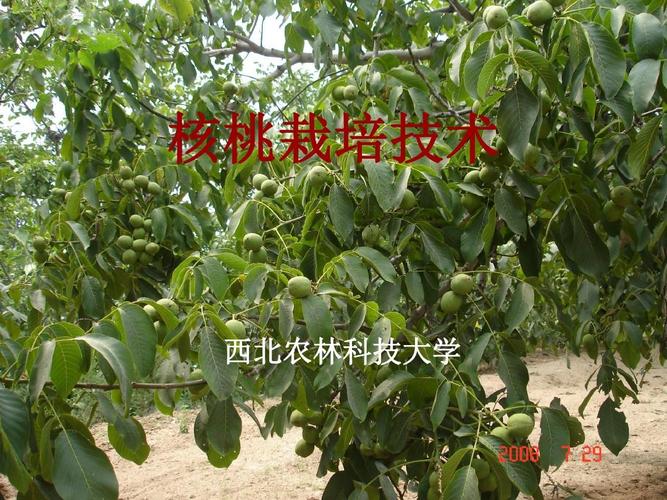 核桃种植技术cctv 核桃种植技术与管理