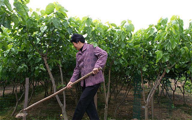 桑树怎么种植技术 桑树怎么种植技术视频