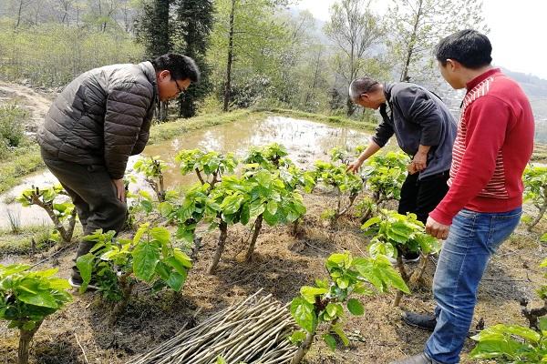 桑树怎么种植技术 桑树怎么种植技术视频