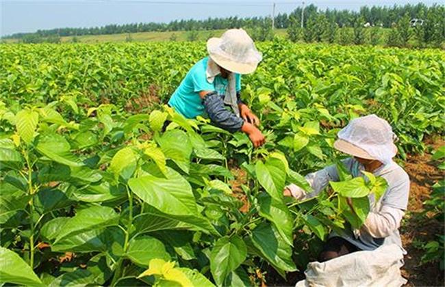 桑树怎么种植技术 桑树怎么种植技术视频