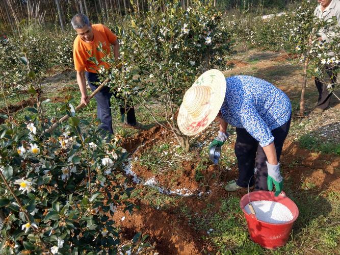 油茶种植施肥技术 油茶种植施肥技术视频