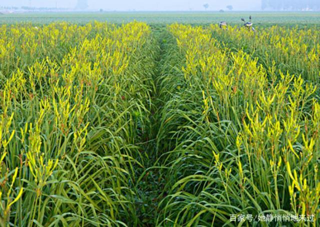 太黄种植技术 太黄种植技术怎么样