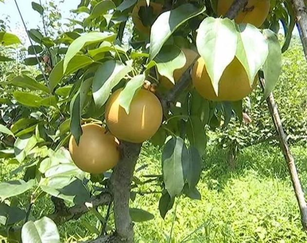 甘露梨种植技术 甘露梨种植技术与管理