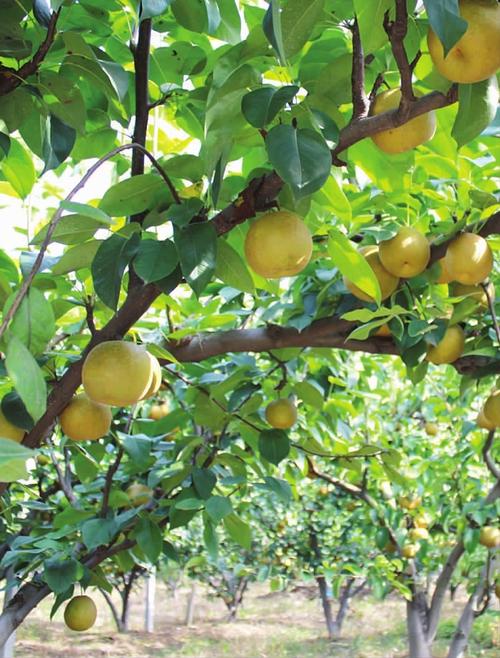 甘露梨种植技术 甘露梨种植技术与管理