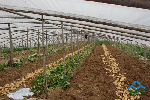 日光大棚土豆种植技术（大棚土豆管理技术）