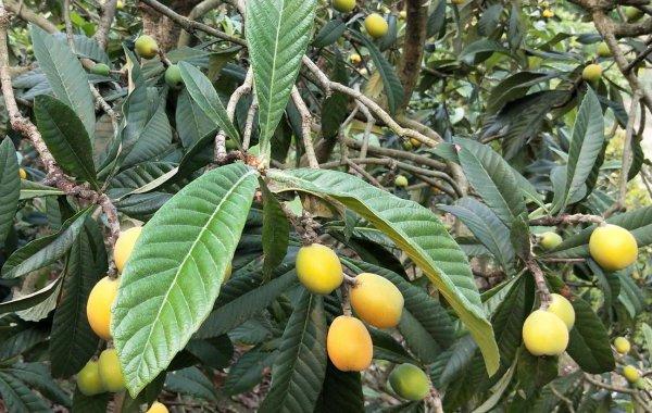 土枇杷种植技术 土枇杷种植技术与管理