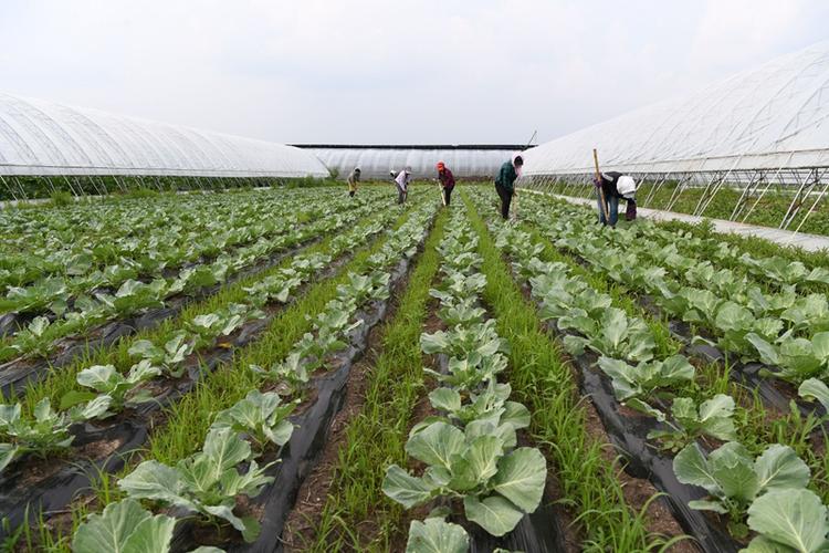 农业技术种植蔬菜户外种植 农业技术种植蔬菜户外种植方案