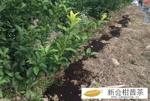 新会柑种植与施肥管理技术（新会柑的种植与管理）