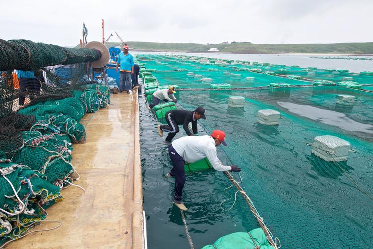 大海养殖场招聘信息（大海养殖托管）