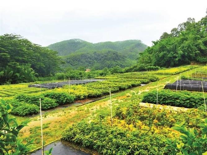 惠州种植技术（惠州种植基地）