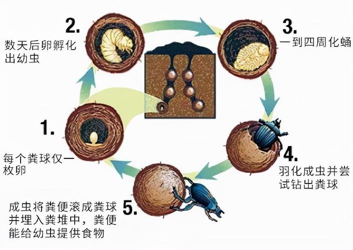 蜣螂学养殖技术和种植技术 蜣螂养殖周期