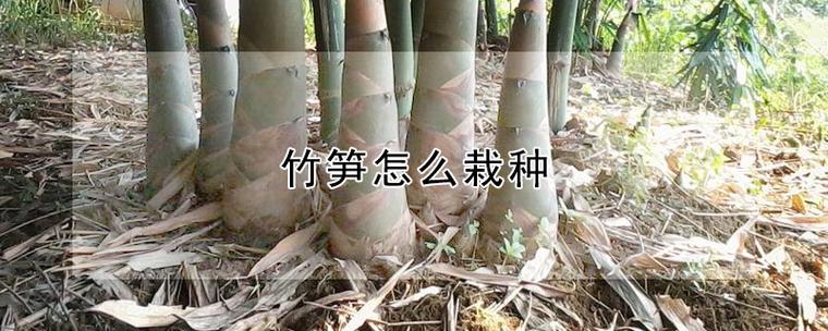 香笋竹种植技术（香笋怎么育苗）