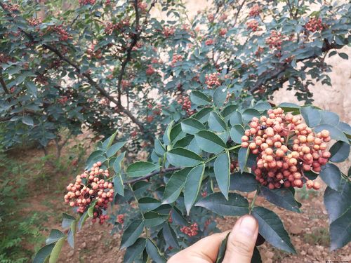 网上买的花椒种植技术（网上花椒这么便宜）