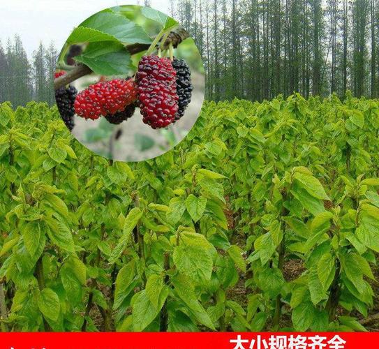 嘉兴优良果桑苗种植技术（嘉兴果树苗批发基地）