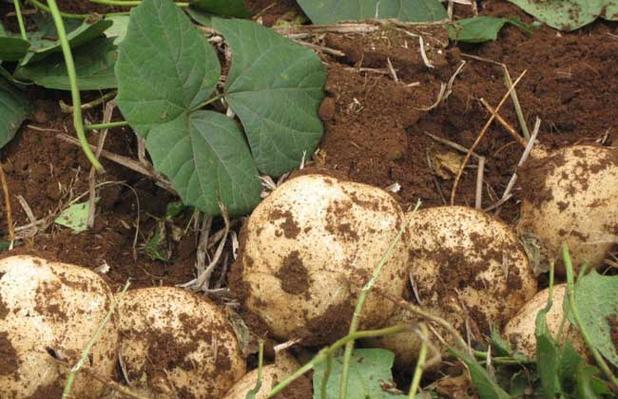 豆薯学养殖技术和种植技术 豆薯学养殖技术和种植技术哪个好