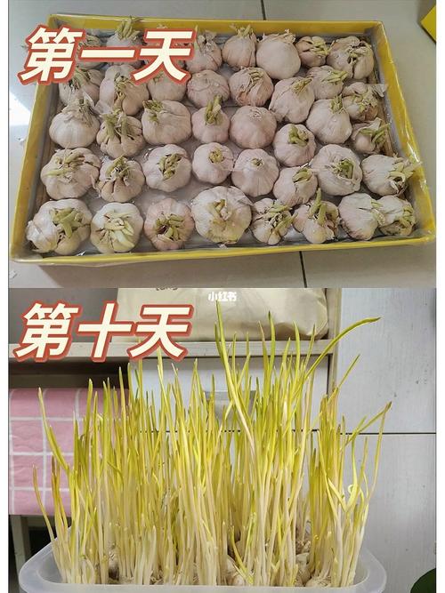 蒜黄室内怎么种植技术 蒜黄室内怎么种植技术视频