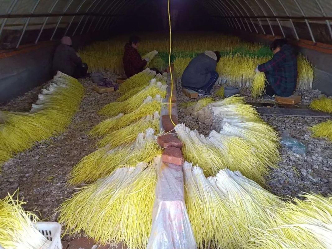 蒜黄室内怎么种植技术 蒜黄室内怎么种植技术视频