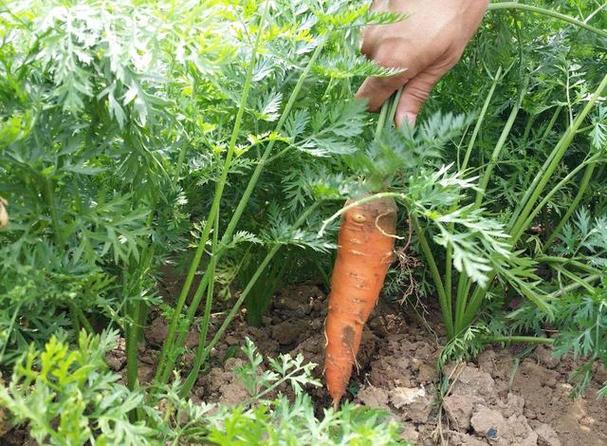 农业红萝卜种植技术 农业红萝卜种植技术视频