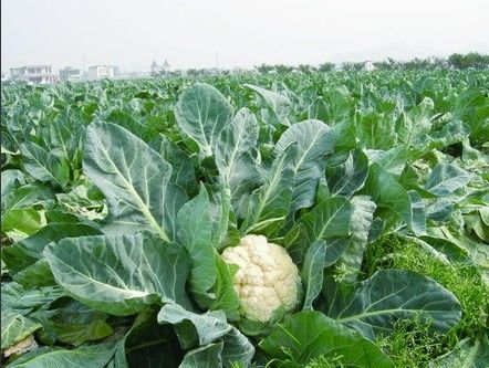 越夏菜花种植技术（越冬菜花都有什么好品种）