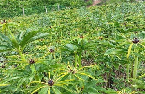 七叶一枝花花种植技术（七叶一枝花种植方法）