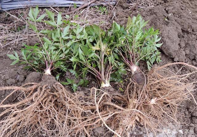 西当归种植技术（西当归种植技术要求）