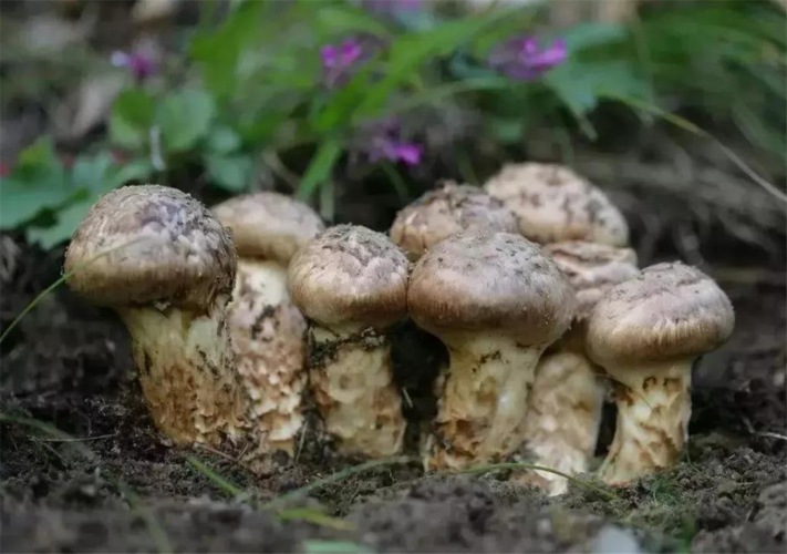 松荣种植技术（松rong）