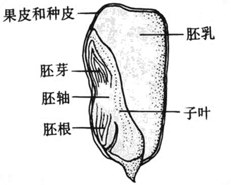 单叶玉石的种植技术（单子叶玉米种子结构）