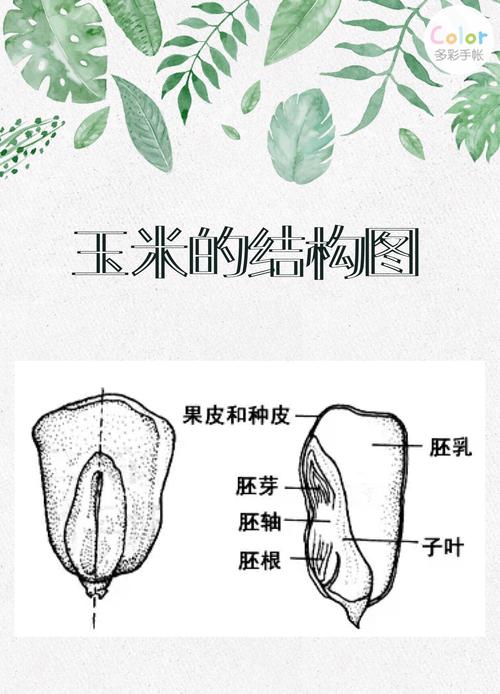 单叶玉石的种植技术（单子叶玉米种子结构）