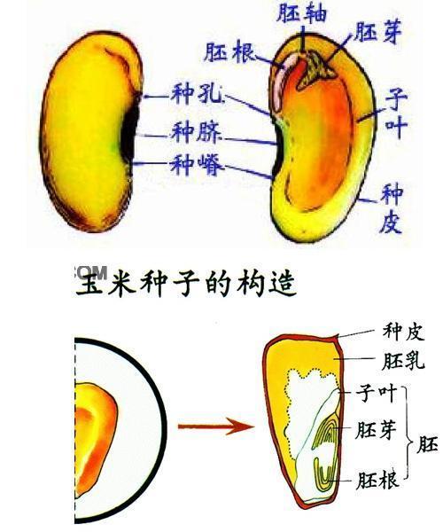 单叶玉石的种植技术（单子叶玉米种子结构）