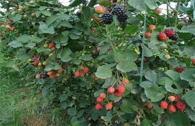 山莓种植技术视频 山莓种植技术视频教程