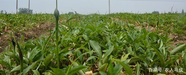 室内半夏种植技术 室内半夏种植技术要点