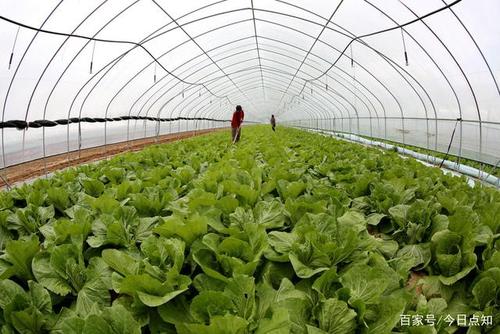 大棚白菜夏季种植技术 大棚白菜夏季种植技术视频