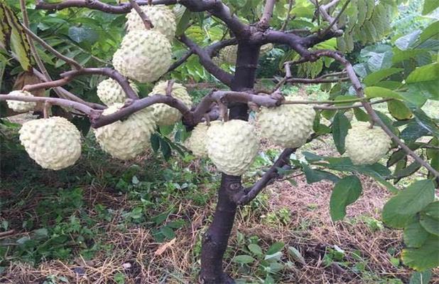 山东释迦果种植技术 释迦果树在山东能种植吗