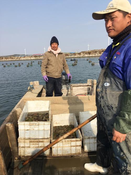 即墨海参养殖厂招聘信息（青岛海参养殖基地）