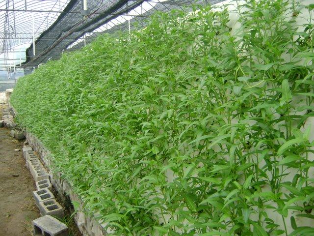 大棚竹叶菜种植技术 大棚竹叶菜种植技术视频