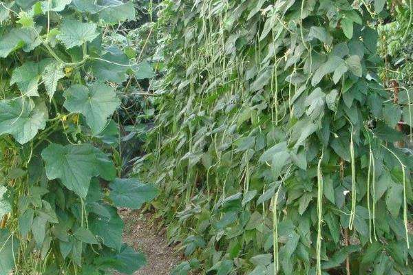 秋季豇豆种植技术 秋季豇豆种植技术与管理