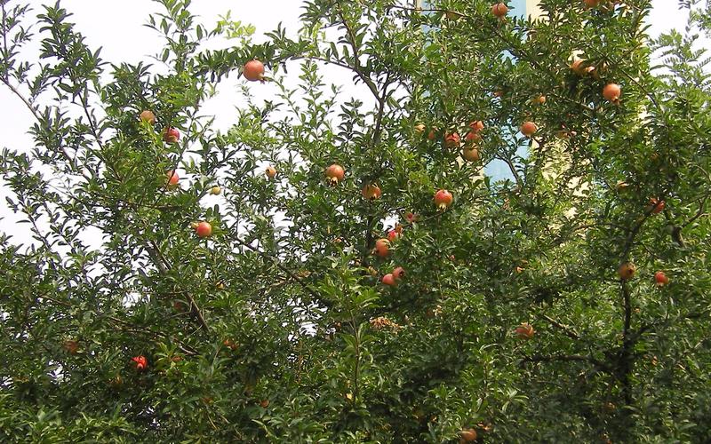 台湾石榴种植技术视频 台湾石榴种植技术视频讲解