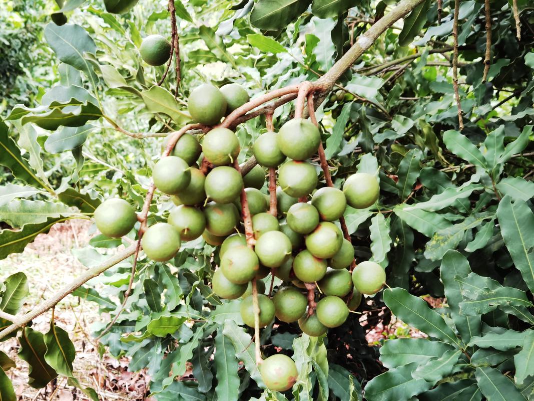 种干果种植技术（干果类果树）