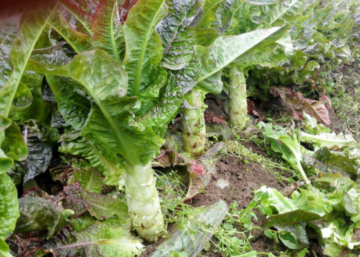 香窝笋种植技术 香窝笋种植技术与管理